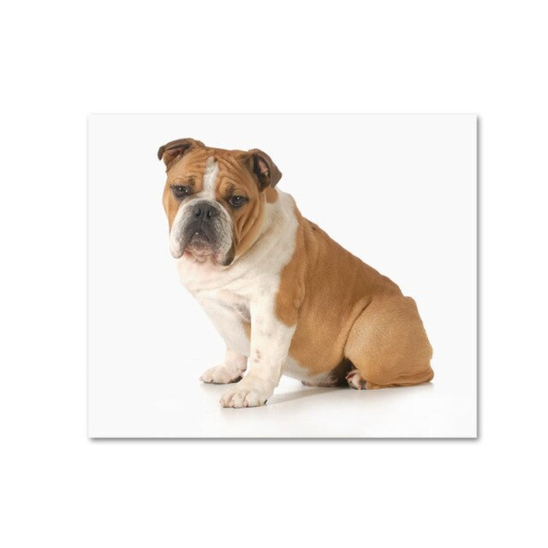 Moderne hundeposter og -trykk – lerretbilder