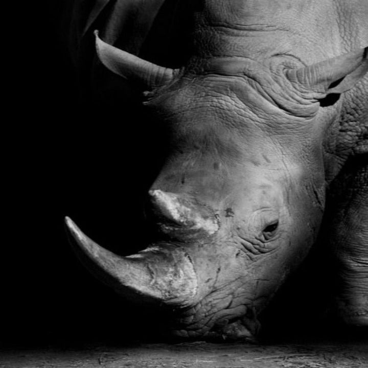 Skanto | Natur Ville Dyr Afrika Wildlife Svart Hvit - Lerretsveggkunst Maleri
