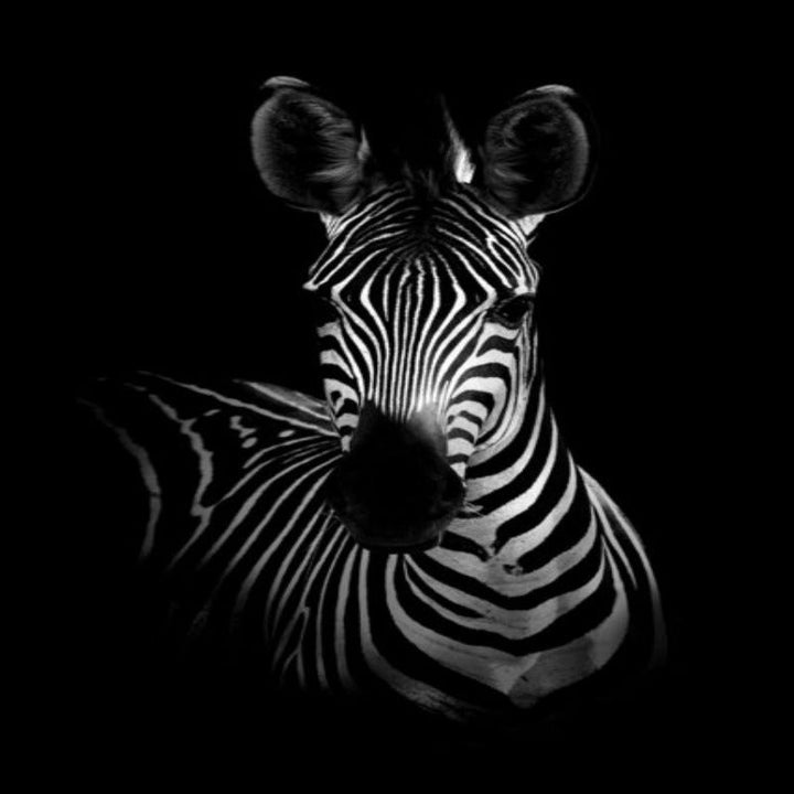 Skanto | Natur Ville Dyr Afrika Wildlife Svart Hvit - Lerretsveggkunst Maleri