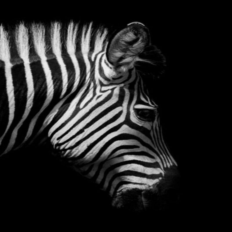 Skanto | Natur Ville Dyr Afrika Wildlife Svart Hvit - Lerretsveggkunst Maleri