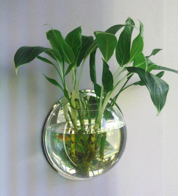 Vegghengt Gjennomsiktig Akvarium Skantoomsterpotte | Skanto
