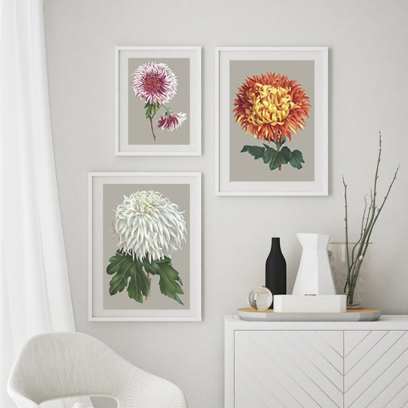 Vakkert chrysantemum blomsterbilde – lerretsbilde