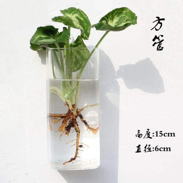 Skanto | Håndlaget Ny Hexagonal Vegg Klar Terrarium Vase