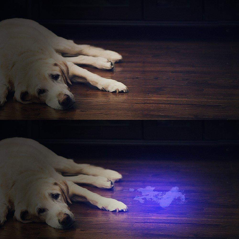 HiLight - LED UV Deteksjonslykt | Skanto