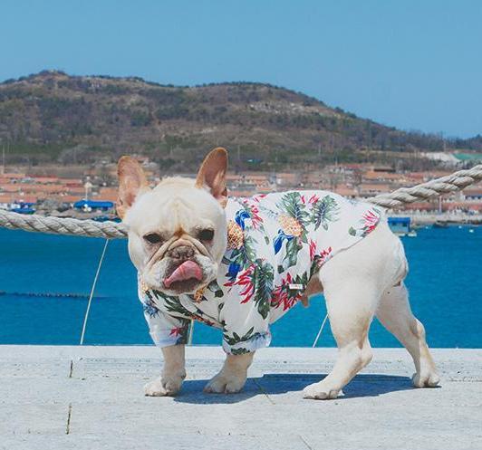 Frenchie Sommer Skjorte | Skanto