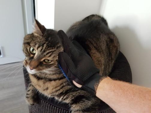 Pet Grooming Glove for Cats, Dogs & Horses | Skanto