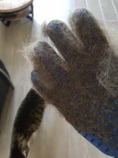 Pet Grooming Glove for Cats, Dogs & Horses | Skanto