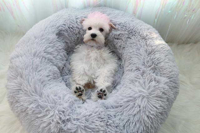 Mini - Rund P fluffy Plush Kattested | Skanto