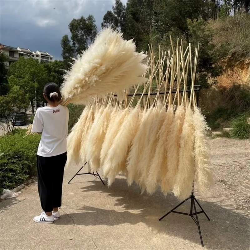 Skanto | 1.5M Pampas gress