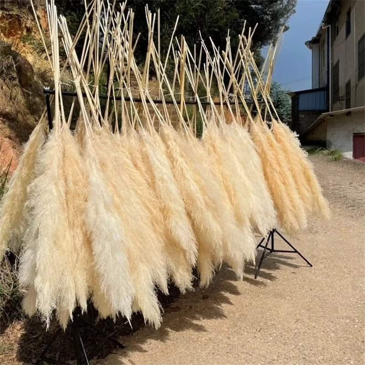 Skanto | 1.5M Pampas gress