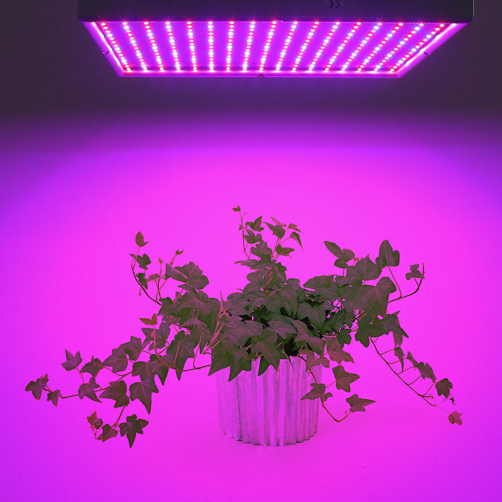Skanto | Grow Light Lampe
