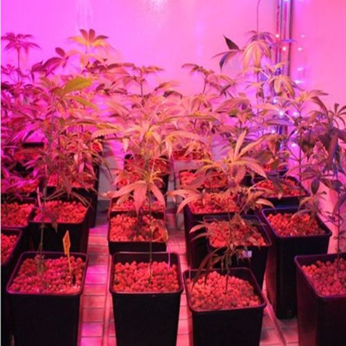Skanto | Grow Light Lampe