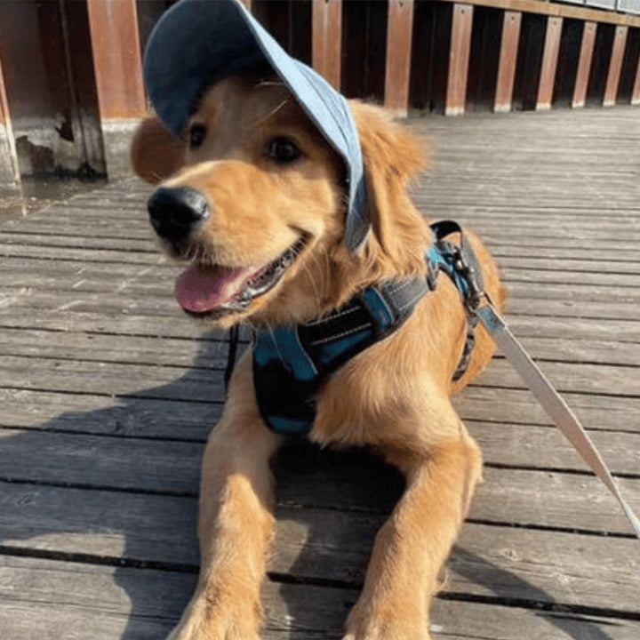 Skanto | Hundehatt