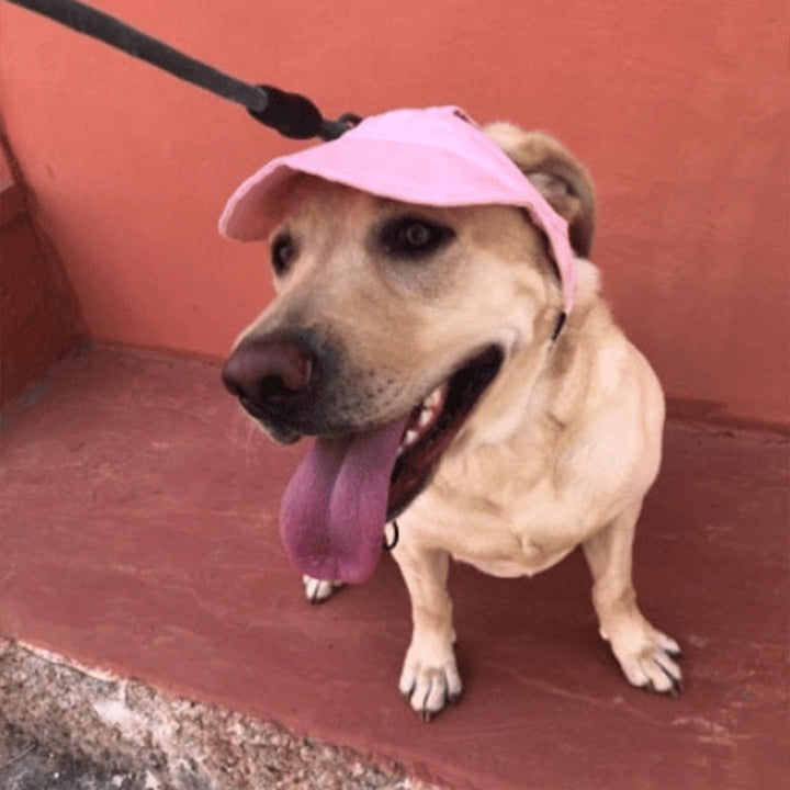 Skanto | Hundehatt
