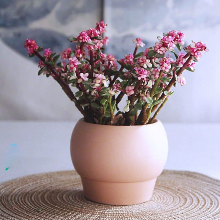 Skanto | SYLENA – Elegant keramisk vase for tidløst design