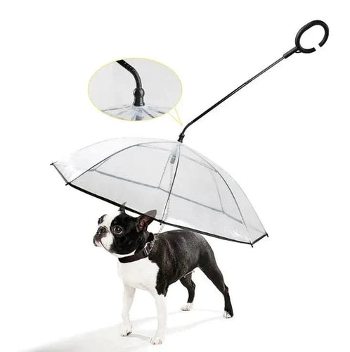 Transparenter Regenschirm für Hunde